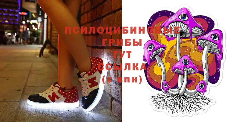 Псилоцибиновые грибы Cubensis Волгоград